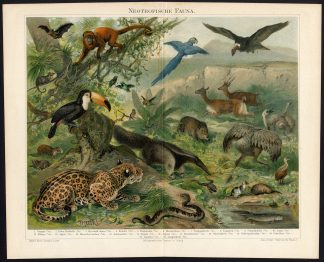 Antique Prints-TROPIC FAUNA-JAGUAR-LAMA-ANTEATER-TOUCAN-EMU-CONDOR-Meyers-1902