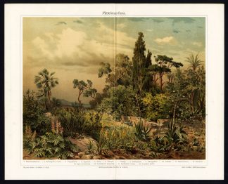 Antique Prints-FLORA-OLEANDER-MEDITERRANEAN-Meyers-1897