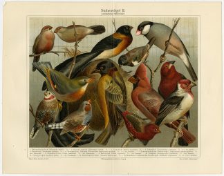 Antique Prints-BIRD-FINCH-NIGHTINGALE-TANGARA-CARDINAL-Meyers-1893