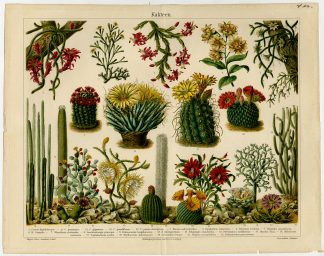 Antique Prints-CACTUSSES-KAKTEEN-Meyers-1897