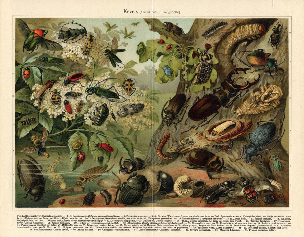 , Antique Prints-BEETLE-EUROPEAN BEETLE-Meyers-1897, Pictura Antique Prints