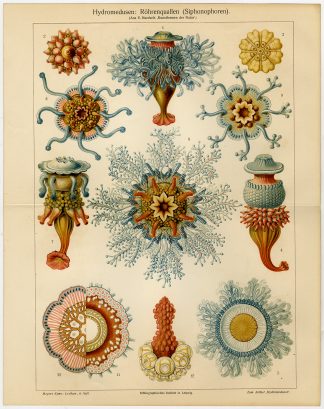 Antique Print-TUBE-JELLYFISH-MEDUSA-Meyers-1902