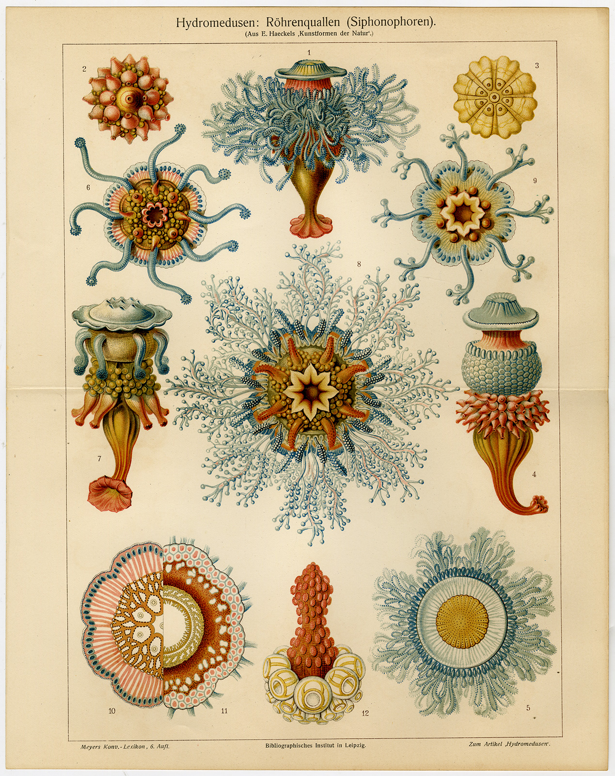, Antique Print-TUBE-JELLYFISH-MEDUSA-Meyers-1902, Pictura Antique Prints