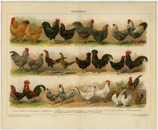 Antique Prints-CHICKEN-ROOSTER-BREEDS-Meyers-1895