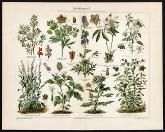 Antique Prints-POISONOUS PLANTS II-FRUIT-Meyers-1902