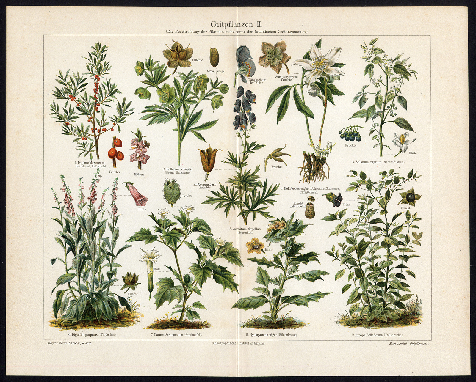 Ebv0730 4 416x334 Antique Prints-POISONOUS PLANTS II-FRUIT-Meyers-1902