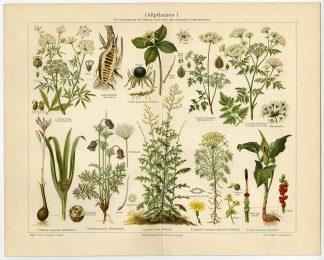Antique Prints-POISONOUS-PLANTS-FRUIT-Meyers-1897