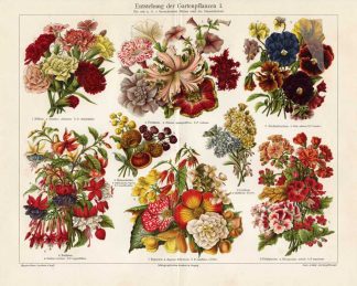 Antique Prints-GARDEN PLANTS-EVOLUTION-Meyers-1897