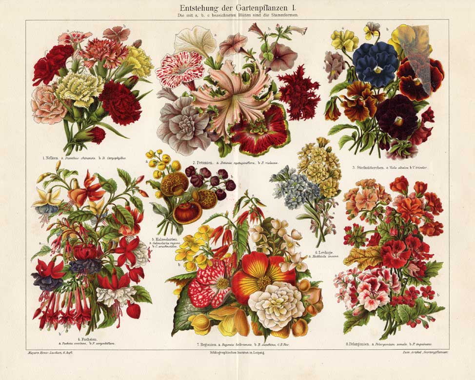 Ebv0732 416x333 Antique Prints-GARDEN PLANTS-EVOLUTION-Meyers-1897