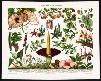 Antique Prints-FLY EATING PLANTS-Meyers-1897