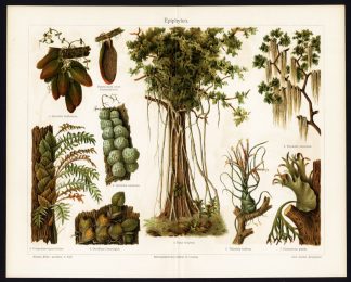 Antique Prints-EPIPHYTE-AIR-PLANT-Meyers-1897