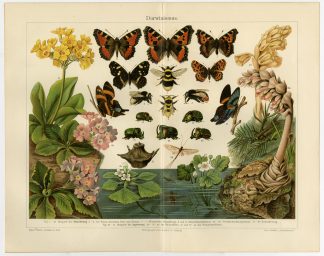 Antique Prints-DARWINISM-EVOLUTION-DARWIN-Meyers-1897