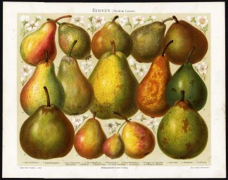 Antique Prints-PEARS-PEER-BIRNEN-Meyers-1897