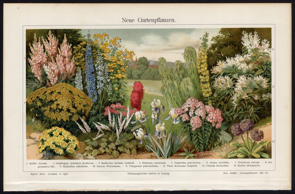 Antique Prints-GARDEN-FLOWERS-IRIS-PHLOX-Meyers-1903 · Pictura