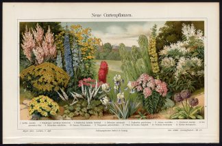 Antique Prints-GARDEN-FLOWERS-IRIS-PHLOX-Meyers-1903