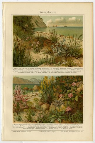 Antique Prints-BEACH-PLANTS-MEDITERRANEAN-Meyers-1900