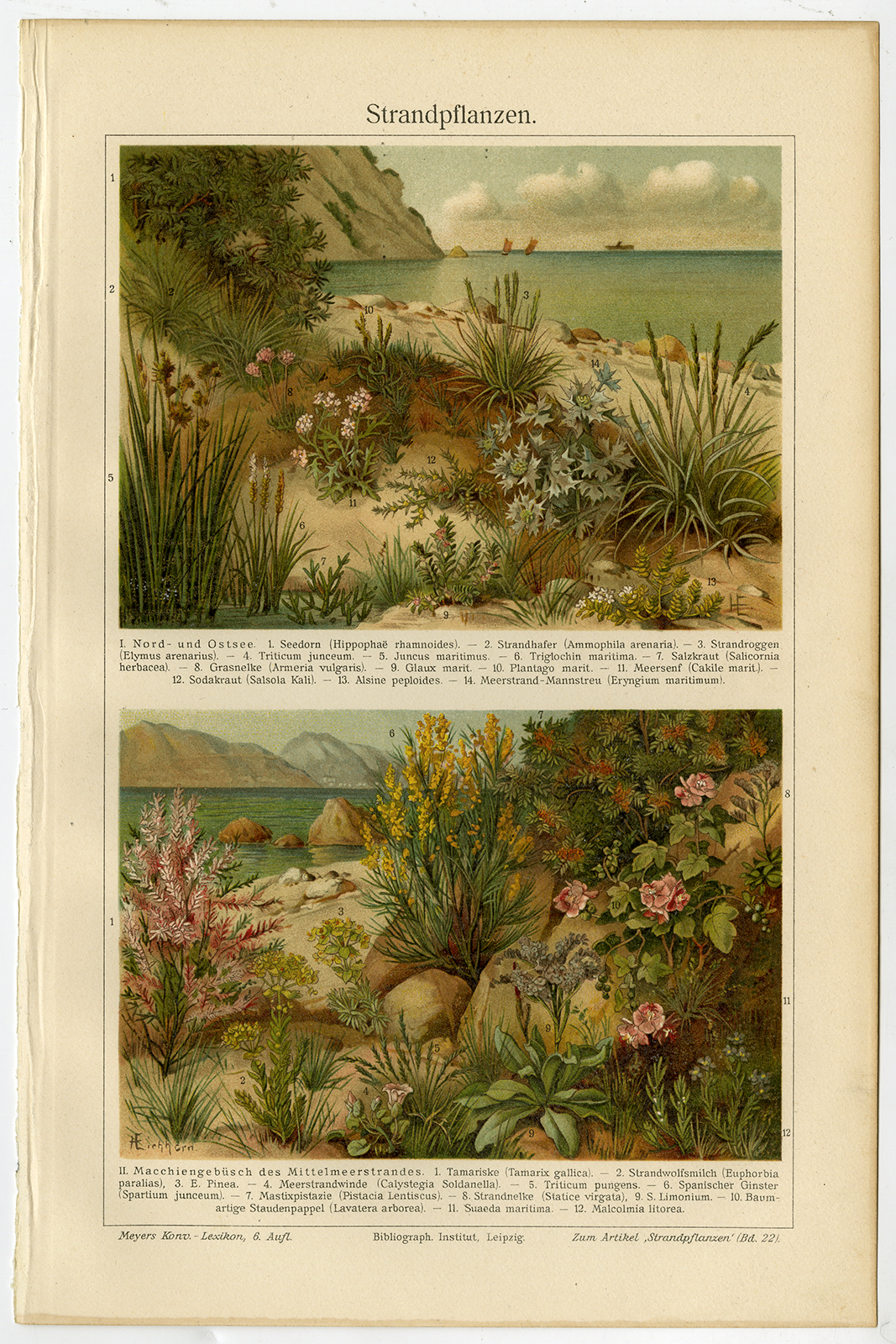 , Antique Prints-BEACH-PLANTS-MEDITERRANEAN-Meyers-1900, Pictura Antique Prints