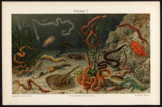 Antique Prints-WORMS Plate I-STINGRAY-SEABED-Meyers-1900