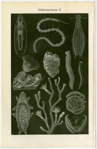 Antique Prints-FLOATING ALGEA-FRESHWATER-Meyers-1900