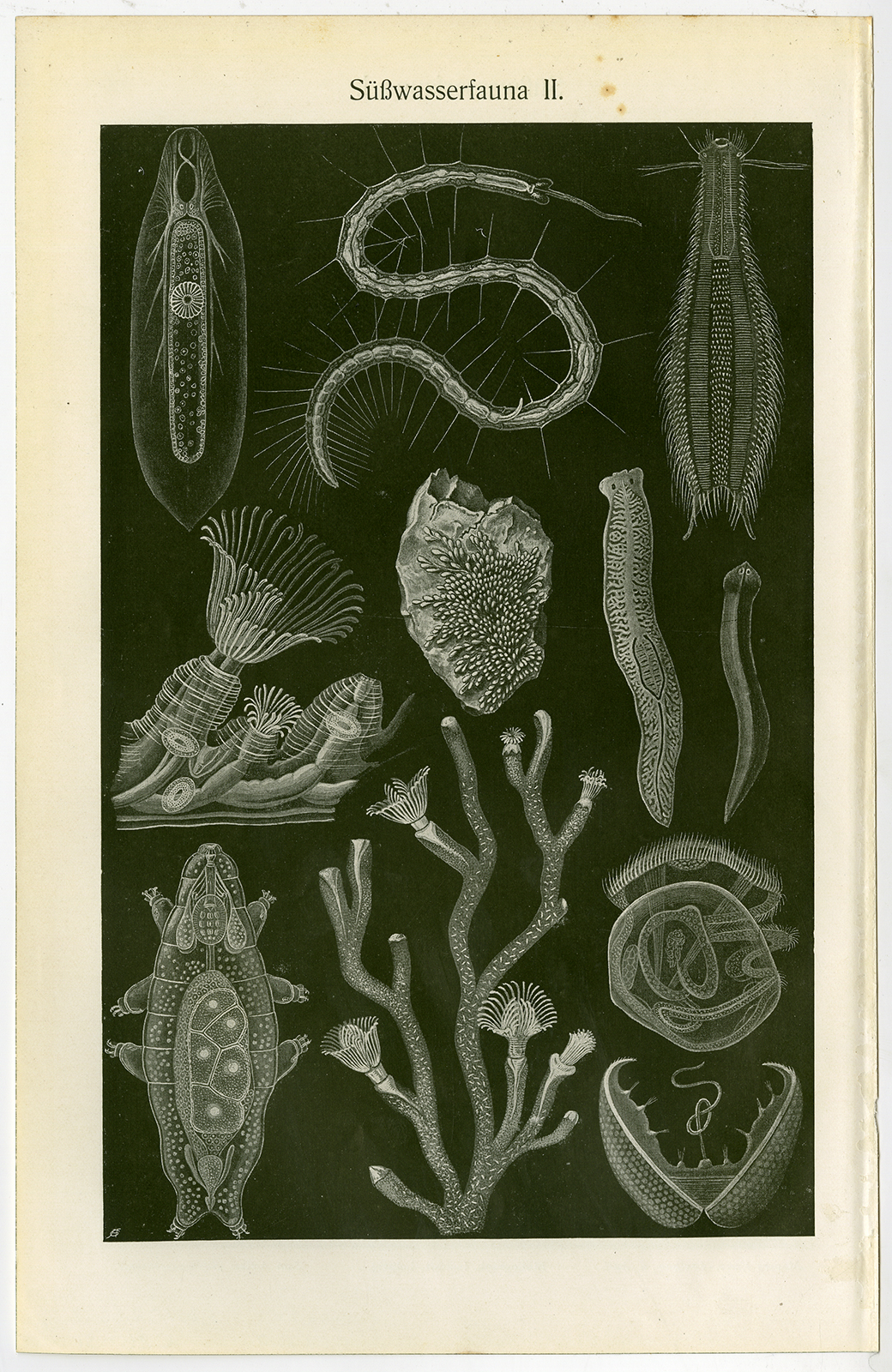 , Antique Prints-FLOATING ALGEA-FRESHWATER-Meyers-1900, Pictura Antique Prints