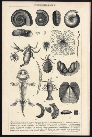 Antique Prints-COAL FORMATION-FOSSILS-Meyers-1900