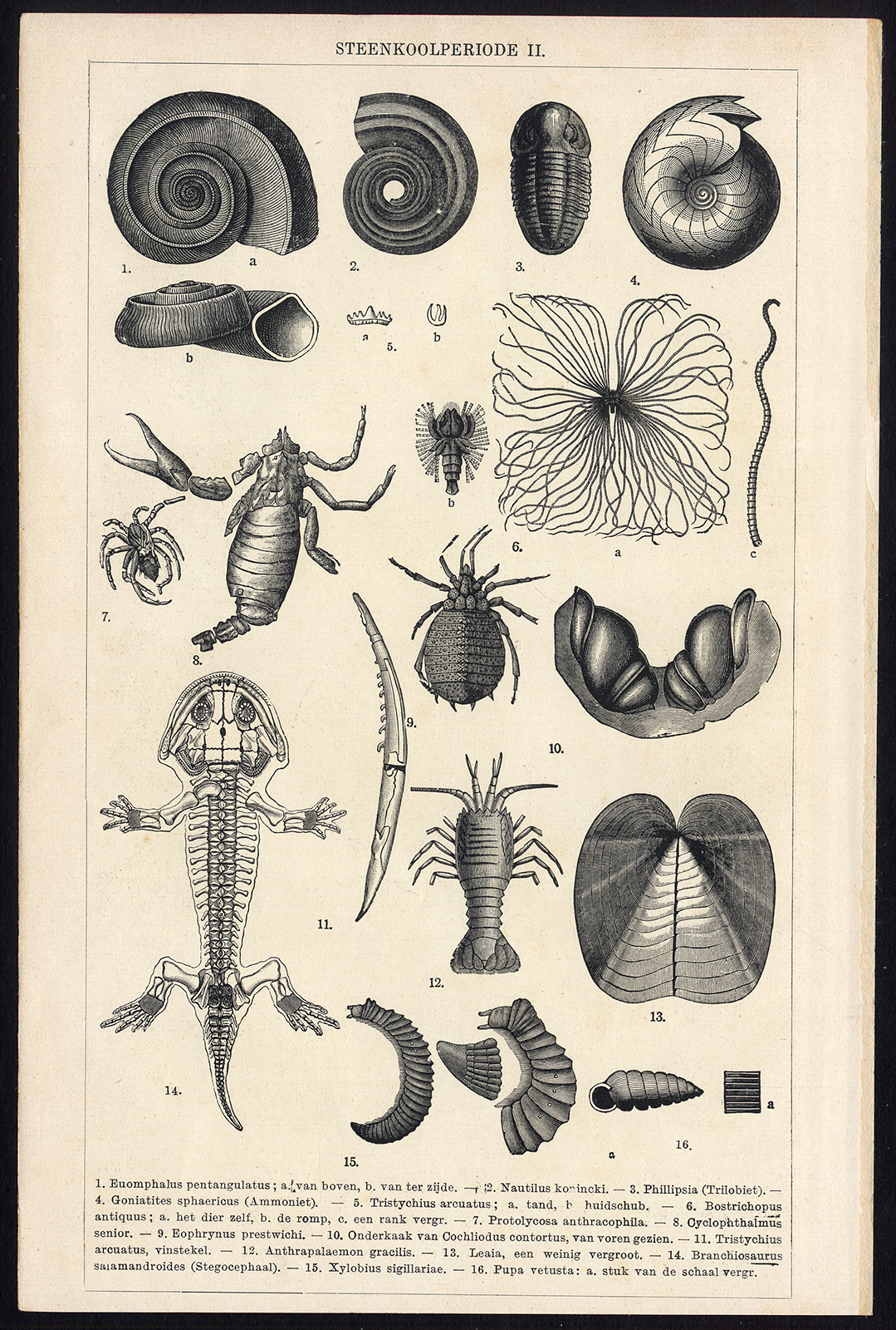 , Antique Prints-COAL FORMATION-FOSSILS-Meyers-1900, Pictura Antique Prints
