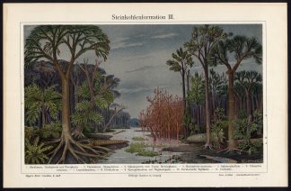 Antique Prints-COAL FOREST-COAL FORMATION-Meyers-1900