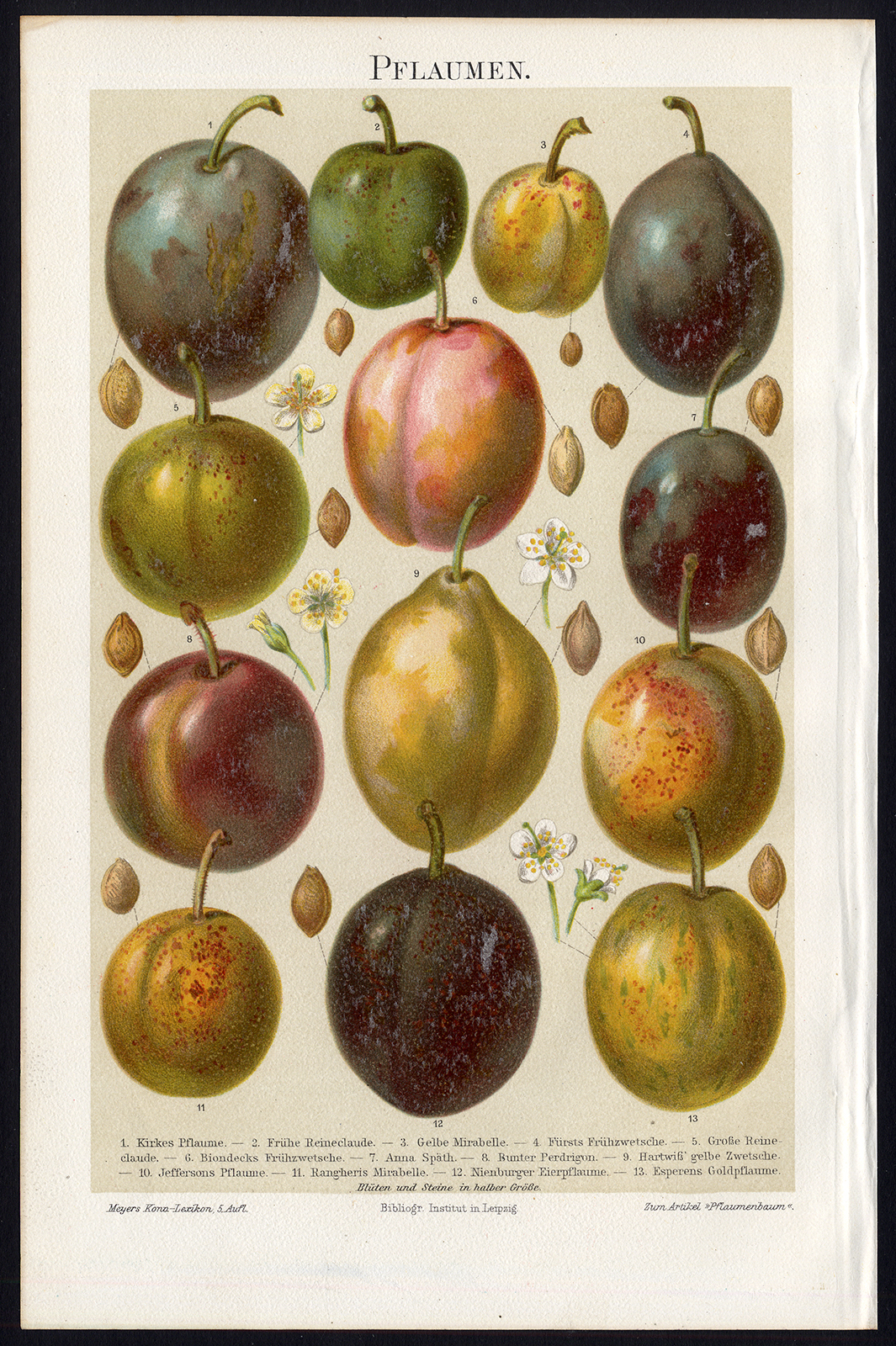 , Antique Print-PLUMS-FRUIT-Meyers-1900, Pictura Antique Prints