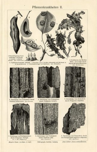 Antique Prints-PLANT DISEASES-RUST FUNGI-Meyers-1900