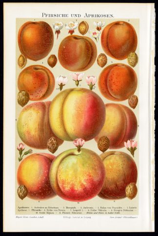 Antique Prints-PEACHES-APRICOTS-FLOWERS-Meyers-1900