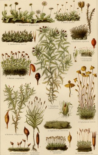 Antique Prints-MOSS-SPORE-SPHAGNUM-FLOWERS-Meyers-1902