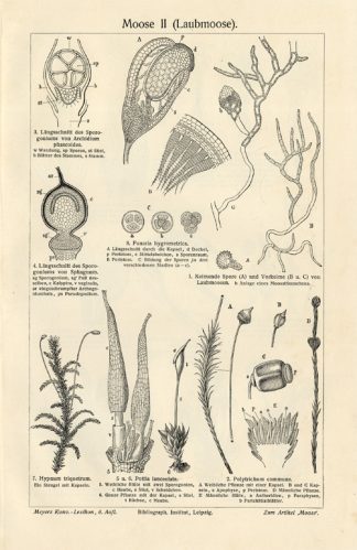 Antique Prints-MOSS-SPORE-FLOWERS-Meyers-1900