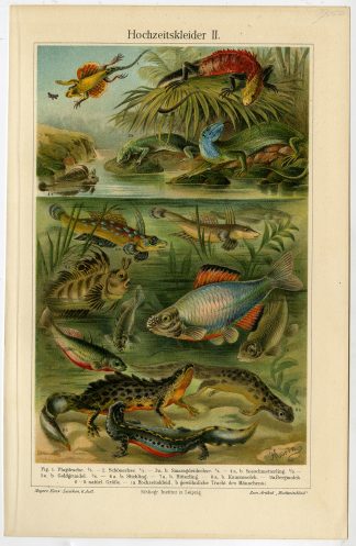 Antique Prints-WEDDING DRESSES-LIZARD-FISH-Meyers-1900