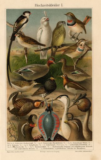 Antique Prints-MATING DRESSES-BIRDS-Meyers-1900