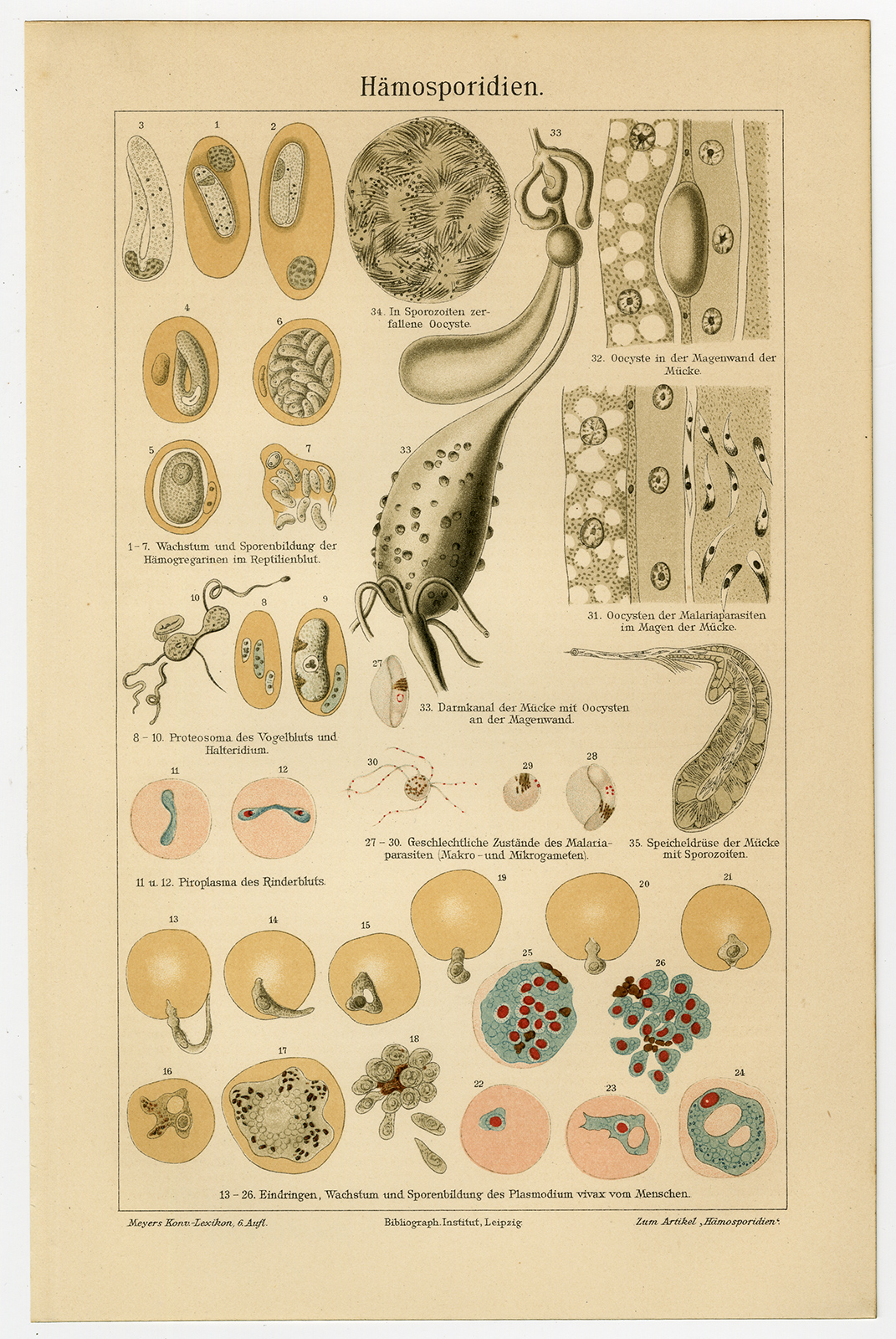 , Antique Medical Print-HAMOSPORIDIEN-MALARIA-Meyers-1902, Pictura Antique Prints