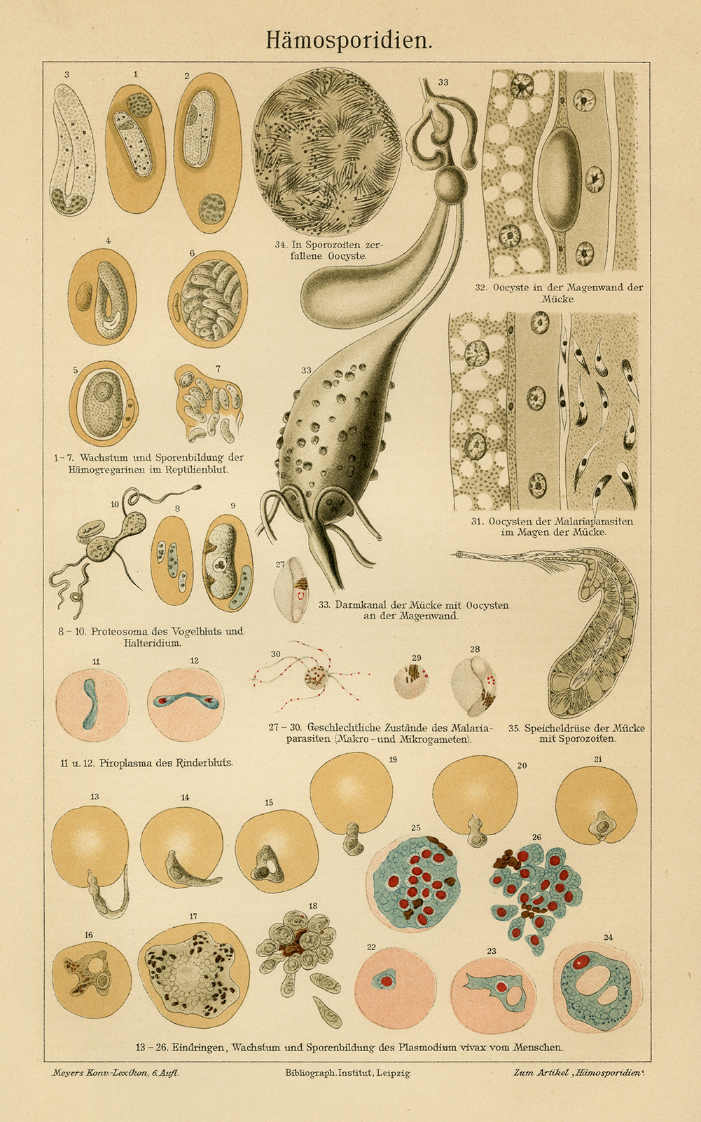 , Antique Medical Print-HAMOSPORIDIEN-MALARIA-Meyers-1902, Pictura Antique Prints