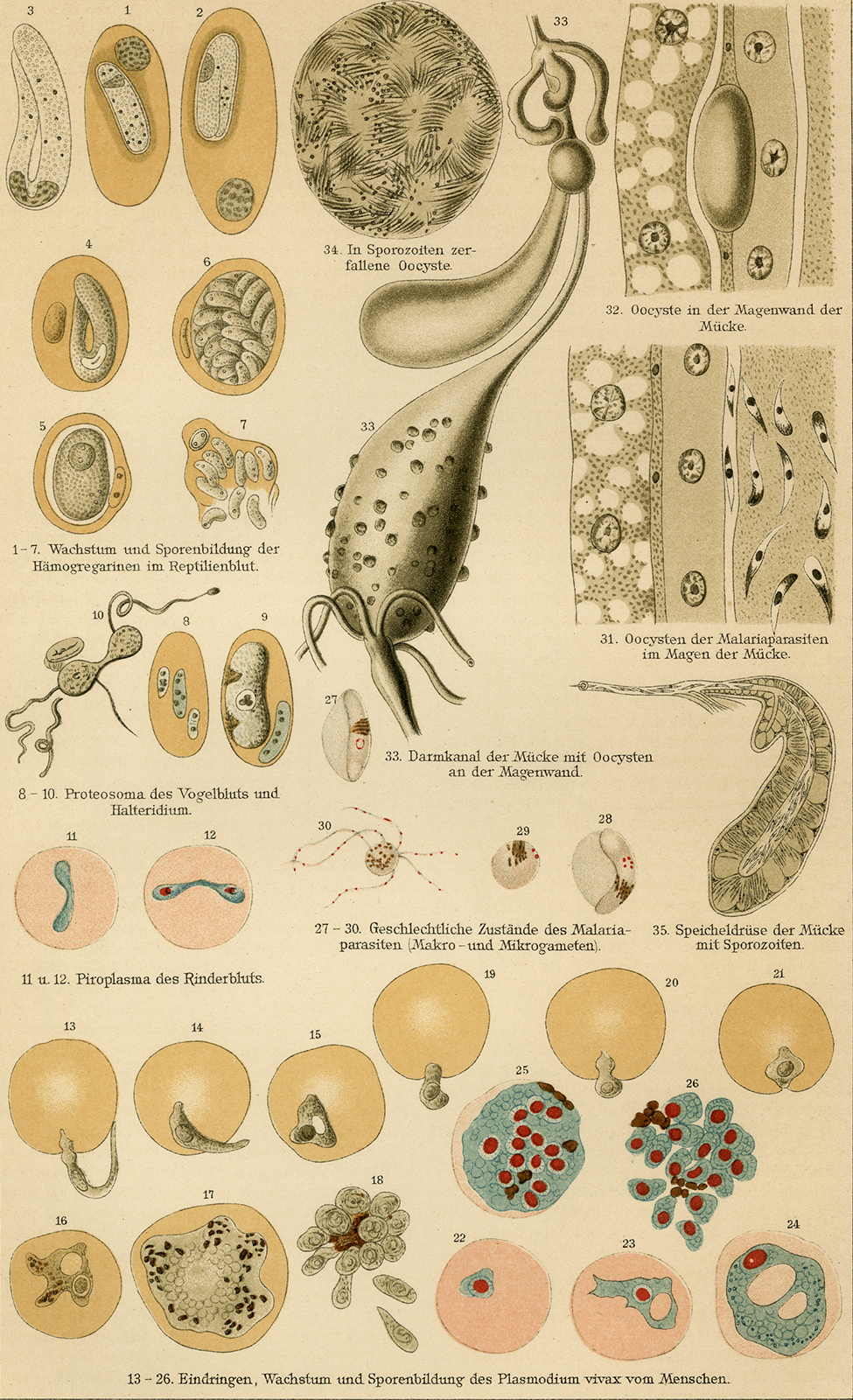 , Antique Medical Print-HAMOSPORIDIEN-MALARIA-Meyers-1902, Pictura Antique Prints