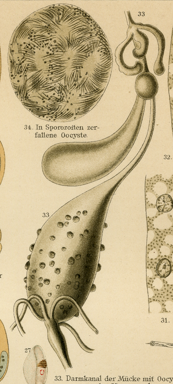 , Antique Medical Print-HAMOSPORIDIEN-MALARIA-Meyers-1902, Pictura Antique Prints