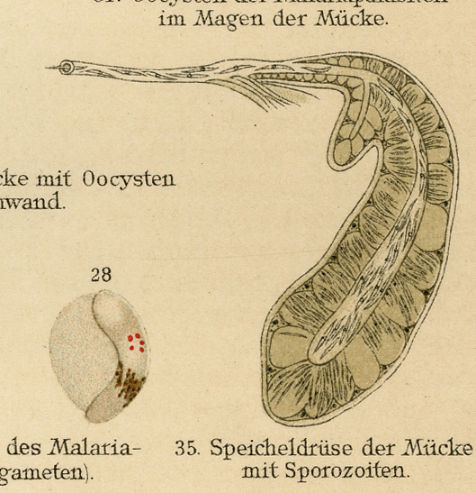 , Antique Medical Print-HAMOSPORIDIEN-MALARIA-Meyers-1902, Pictura Antique Prints