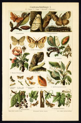Antique Prints-GARDEN PESTS-CATERPILLARS-Meyers-1900