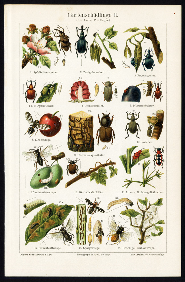 , Antique Prints-GARDEN PESTS-LARVAE-PUPEA-Meyers-1900, Pictura Antique Prints