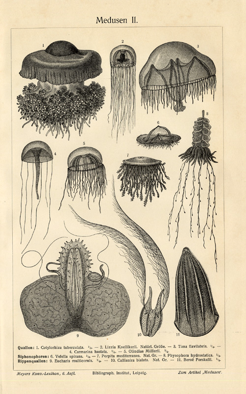 , Antique Prints-MEDUSA-SNIDARIAN-Meyers-1900, Pictura Antique Prints