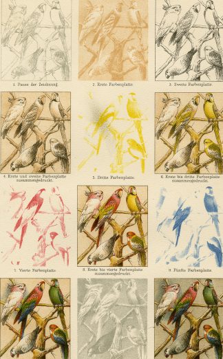 Antique Prints-LITH0GRAPHIC COLOR PRINTING-Meyers-1900