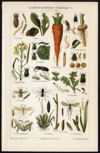 Antique Prints-AGRICULTURE PESTS-CARROT FLY-Meyers-1900