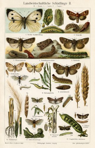 Antique Prints-AGRICULTURE PESTS-BUTTERFLY-Meyers-1900