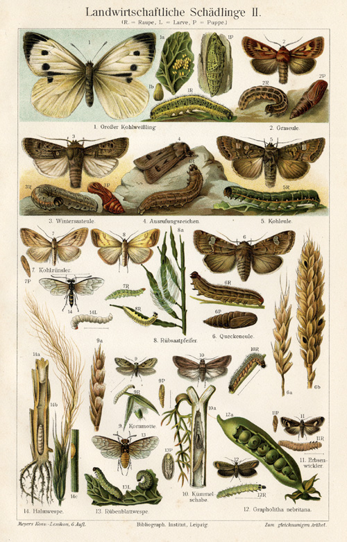 , Antique Prints-AGRICULTURE PESTS-BUTTERFLY-Meyers-1900, Pictura Antique Prints