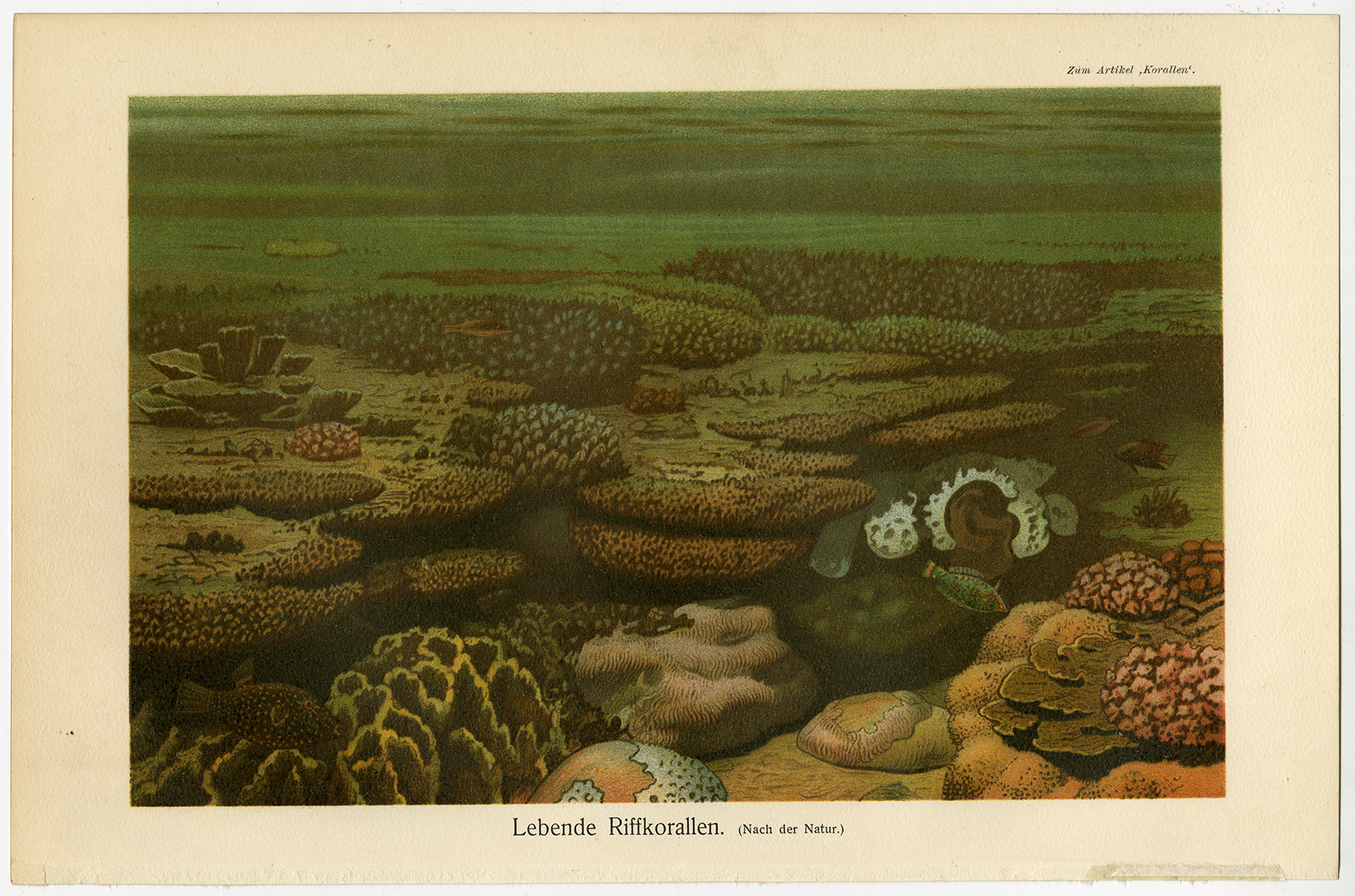 , Antique Prints-LIVE REEF CORALS-FISHES-Meyers-1900, Pictura Antique Prints