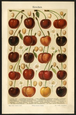 Antique Prints-CHERRIES-FLOWERS-SEEDS-Meyers-1893