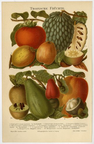 Antique Prints-TROPICAL FRUITS-MANGOSTEEN-Meyers-1902