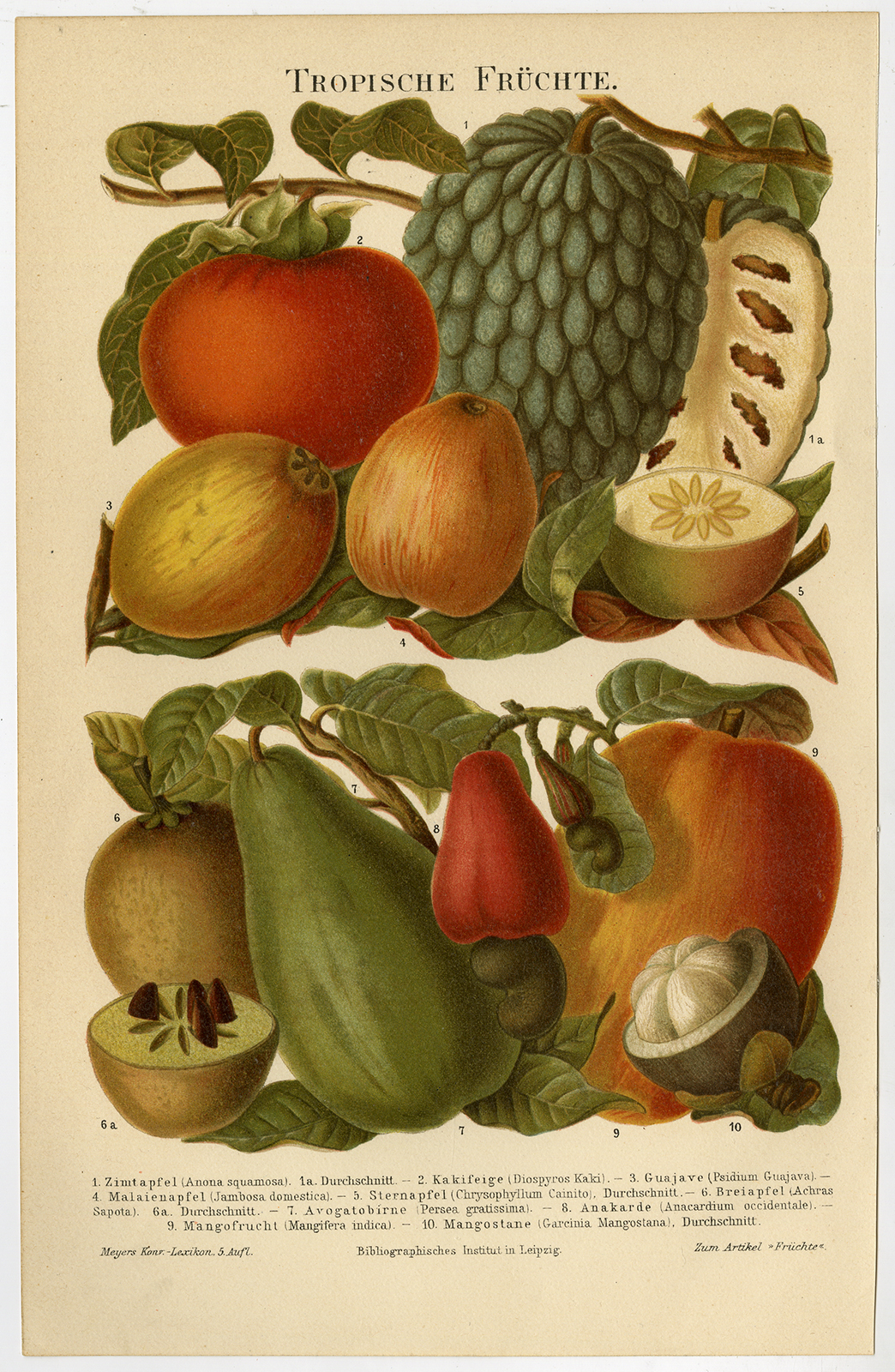 , Antique Prints-TROPICAL FRUITS-MANGOSTEEN-Meyers-1902, Pictura Antique Prints
